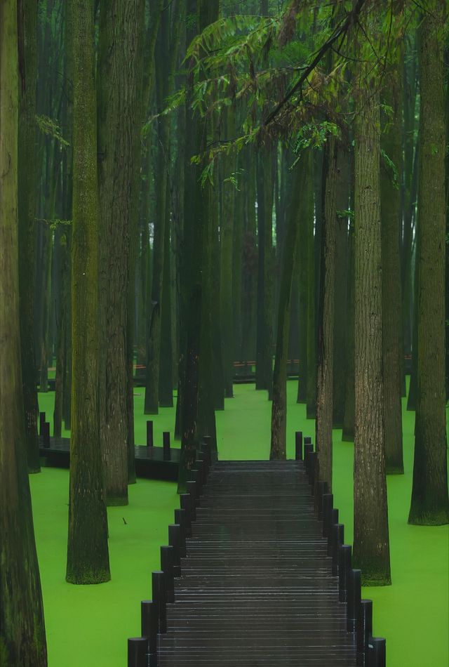 # 杭州青山湖水上森林旅遊攻略 | 森系大片與避坑指南