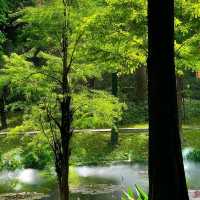 綠野仙蹤｜越秀公園💚藏於廣州鬧市的絕美抹茶小森林🌳