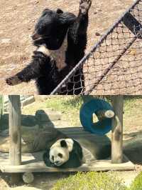 你以為只是看動物？大連森林動物園還能這樣玩？