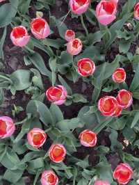 Luboyuan Nanjing: a mini Netherlands to see tulip 🌷