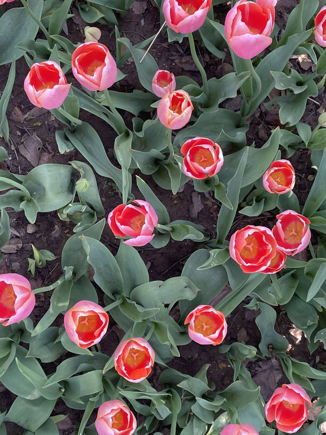 Luboyuan Nanjing: a mini Netherlands to see tulip 🌷