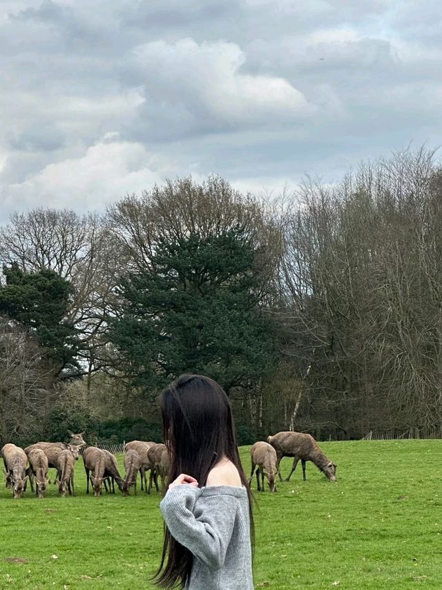 Wollaton  Hall in Nottingham Gardens and Deer Park🌼❤️