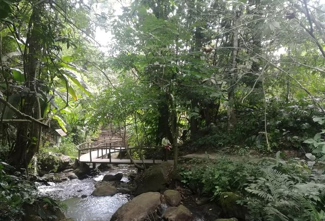 莫里熱帶雨林景區旅遊攻略