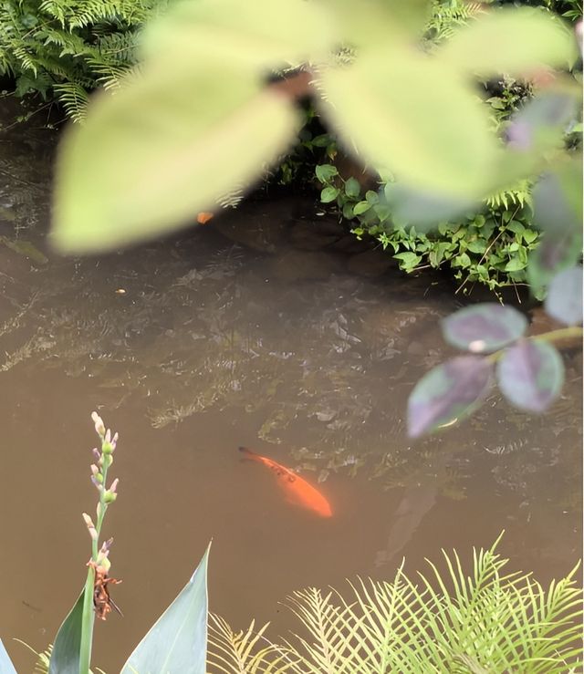 一齊去公園行下·深圳仙湖植物園！