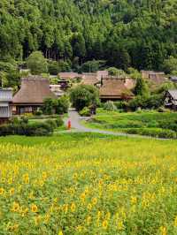 🌻美山町 | 闖入童話般的向日葵花海