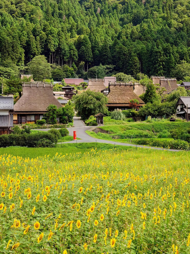 🌻美山町 | 闖入童話般的向日葵花海