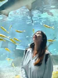 Diving into Savings & Magic!�🐠