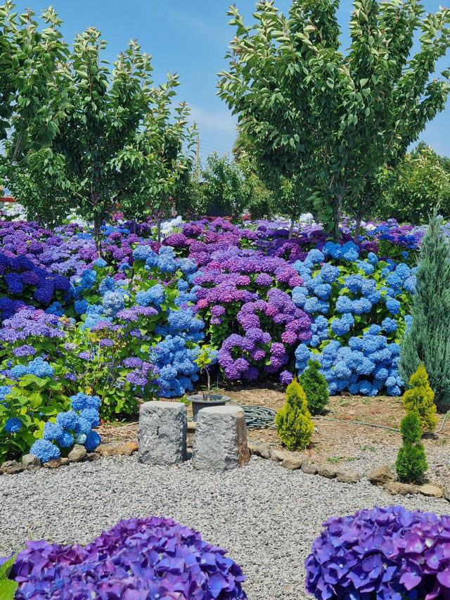 🌸濟州島西歸浦市繡球花園 | 夏日限定浪漫