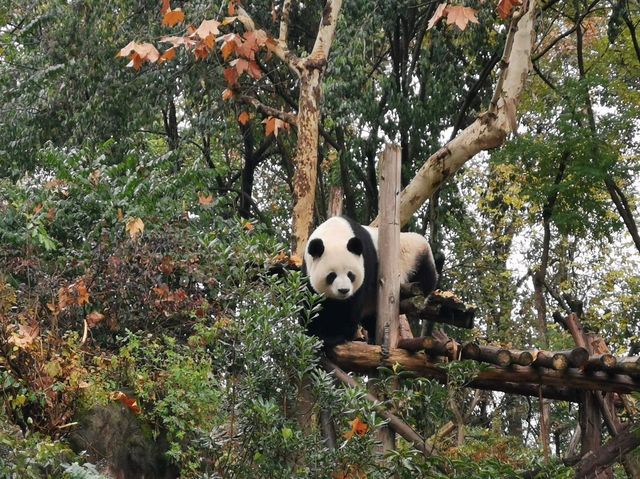 成都大熊猫繁育研究基地｜避開人潮的在地玩法