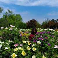 Daming Palace: Peonies and more 🌼 