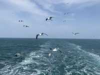 不許任何人說鼓浪嶼號不好！🛳️✨
