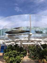天空中的水族幻夢