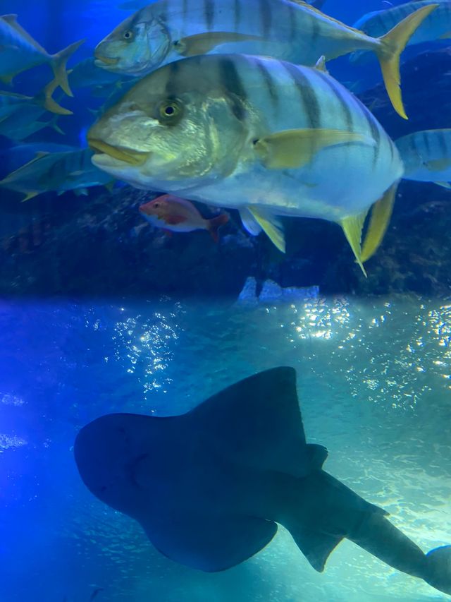青島海底世界｜潛入夢幻藍色世界，與鯊魚共舞，美到窒息！