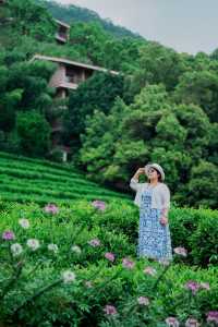 廣東梅州雁南飛茶田點樣玩？