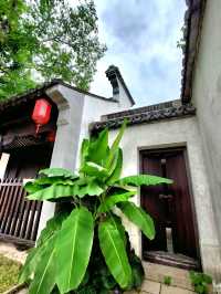 🌳《一棵金樹與一場柔軟的邂逅──我的惠山古鎮漫行記》