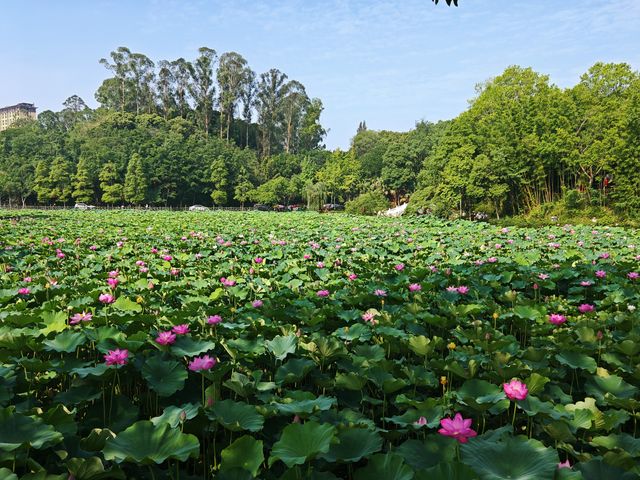 金鷹山莊賞荷