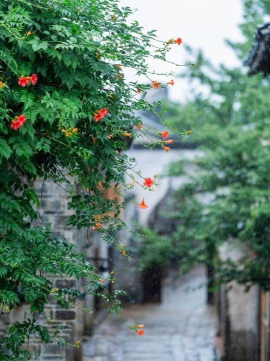 可惜你不來江南，不知道江南煙雨有多浪漫