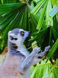 帶小朋友去動物園就啱晒！！！