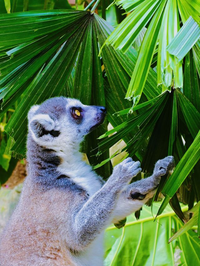 帶小朋友去動物園就啱晒！！！