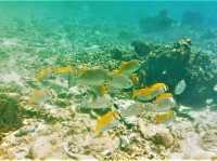 Unfurling the Living Jewel: Anemones and Untouched Life at Ao Hin Wong, Koh Tao