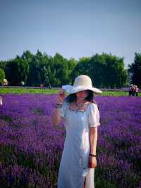 伊帕爾汗薰衣草觀光園旅遊攻略
