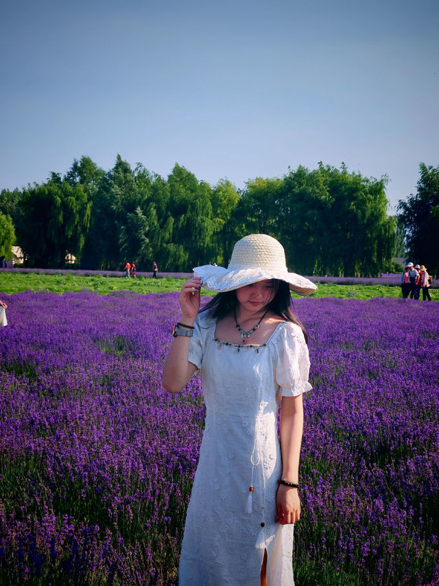 伊帕爾汗薰衣草觀光園旅遊攻略