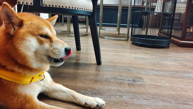 花間府裡聽雨眠