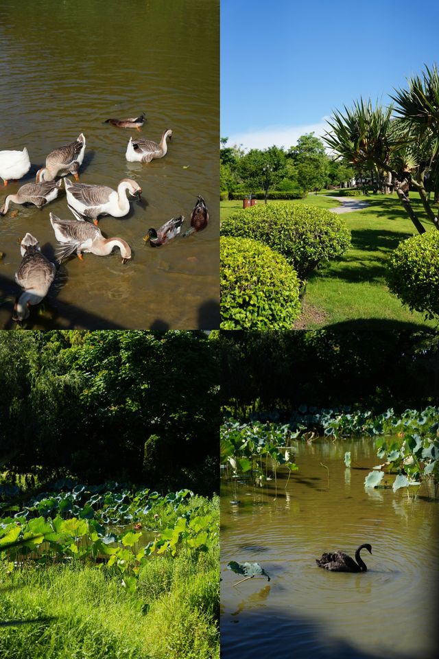 喺城市綠洲裏面，枕住草坪同飛機聲入睡