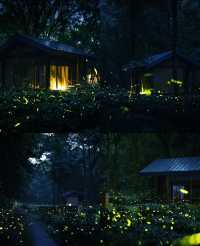 南京夏夜『爆燈』啦！7-8月限定螢火蟲雨，錯過要等一年！