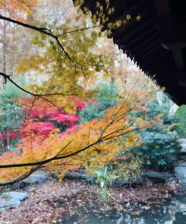 襄陽｜彩色秋天習家池