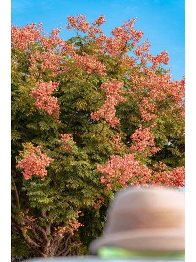 福州漫遊日記閩江公園追日落+哥倫步酒店躺平太惬意 福州漫遊日記閩江公園追日落+哥倫步酒店躺平太惬意