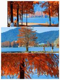 杭州湘湖！深秋紅杉+夕陽蘆葦美到窒息