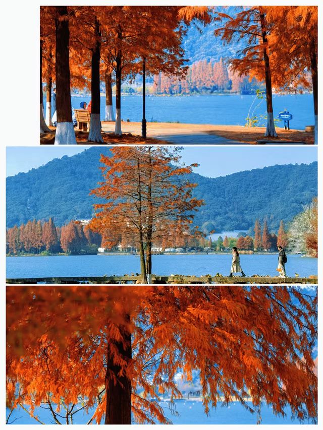 杭州湘湖！深秋紅杉+夕陽蘆葦美到窒息