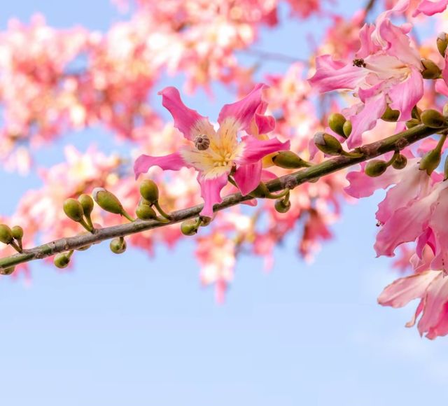 下角東路粉了!惠州這條「粉色隧道」美到犯規 下角東路粉了!惠州這條「粉色隧道」美到犯規