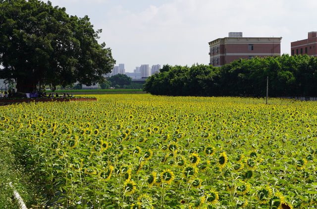廈門西巖山都市田園，葵花金燦燦開得正艷