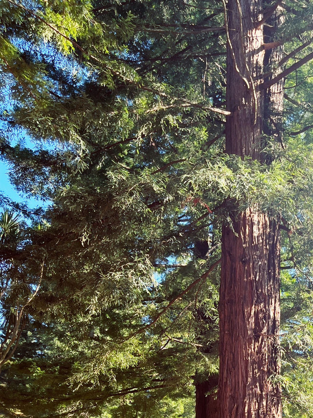🌳 Blue Spring Entrance: A Cathedral of Giant Redwoods! 🌲