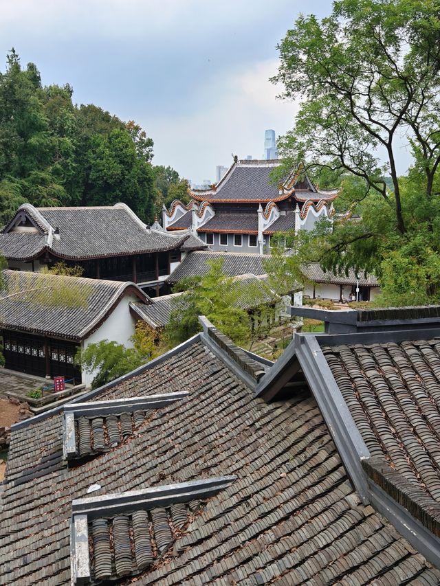 帶小學課本爬嶽麓山，在愛晚亭讀懂了楓林晚
