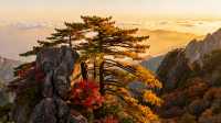 黃山景區範圍廣大，景點眾多，合理的路線是成功遊覽的關鍵。  經典一日遊路線（前山上，後山下，精力集中
