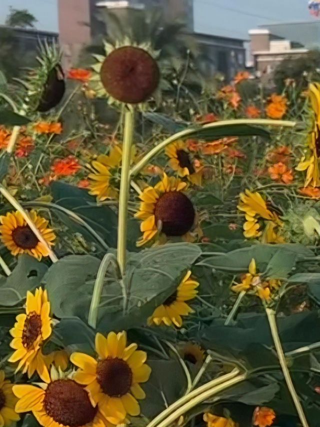 湖南省植物園向日葵花海全攻略拍出冬日暖陽感大片