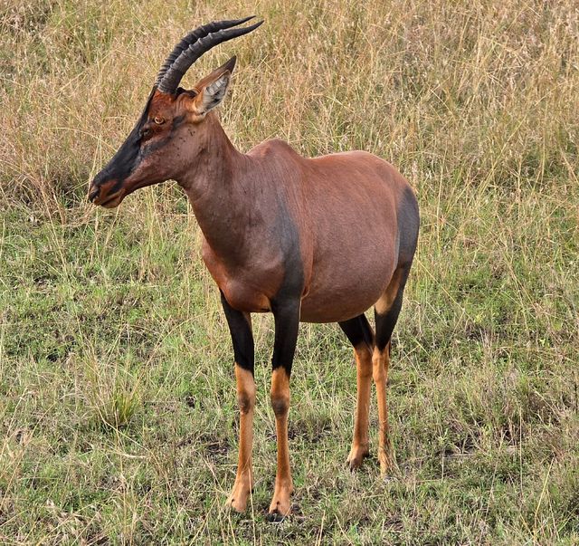 Exceptional Safari Experience with Beacon
