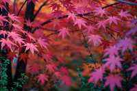 北京秋天私藏路線｜帝都紅葉季浪漫限定指南
