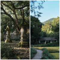 秋風微涼，稻穀滿倉：自耕自食的低調佛國，1400年不收門票