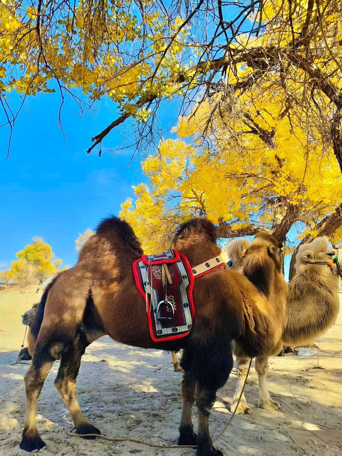 So far, the most beautiful autumn scenery I've ever seen is in Ejina Banner