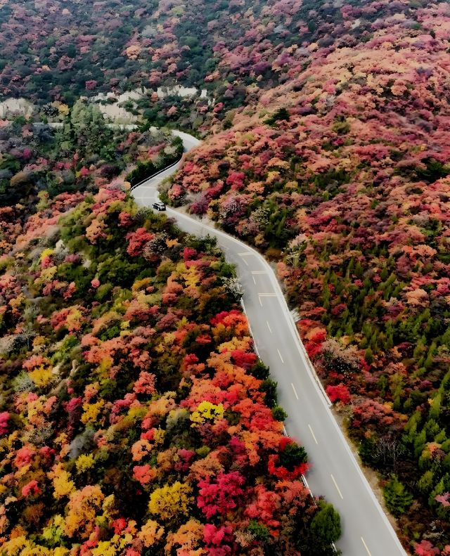 龍山旅遊攻略 龍山旅遊攻略