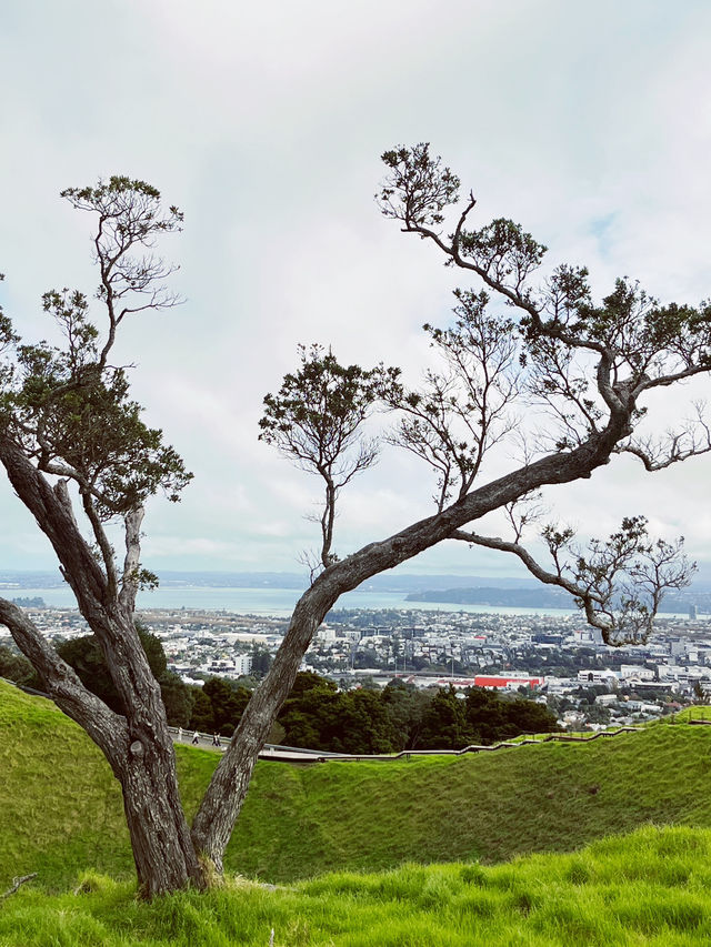 Meadow Magic Auckland🌱🌋 Mount Eden Lookout: Auckland's Ultimate 360° View!