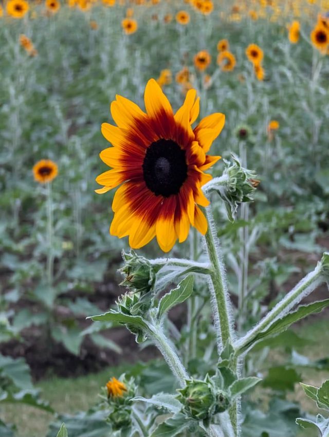 上海世博文化公園溫室花園超全攻略