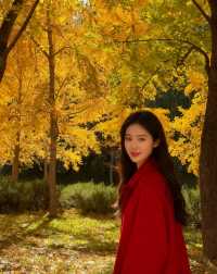 四得公園銀杏機位實拍|低角度這樣拍美炸了!