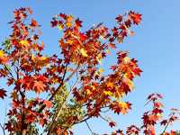 私藏!北京絕美紅葉秘境不用人擠人也能拍大片!