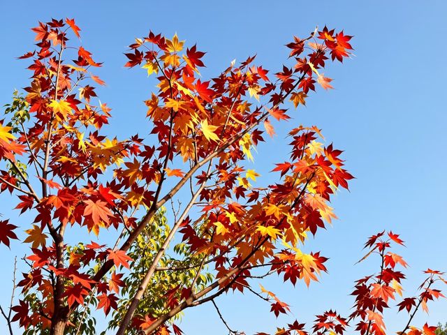 私藏!北京絕美紅葉秘境不用人擠人也能拍大片! 私藏!北京絕美紅葉秘境不用人擠人也能拍大片!