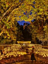 這還是我認識的景德鎮嗎？如此璀璨奪目！